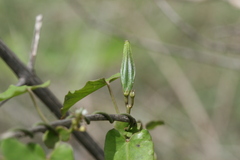 Cynanchum tunicatum